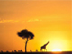 Safarai 