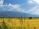 Laos